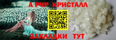 гашик Кингисепп